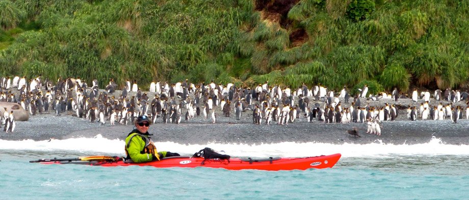 Eisbären und seltene Vögel per Kajak bei einer Kreuzfahrt mit der The Spirit of Enderby entdecken