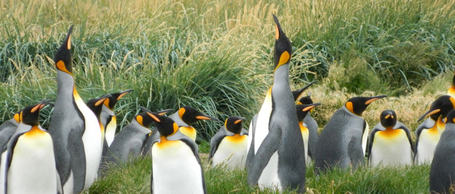 Pinguine erleben mit der Ventus Australis