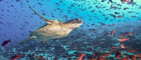 Besuch bei den Riesenschildkröten mit Cometa Travel