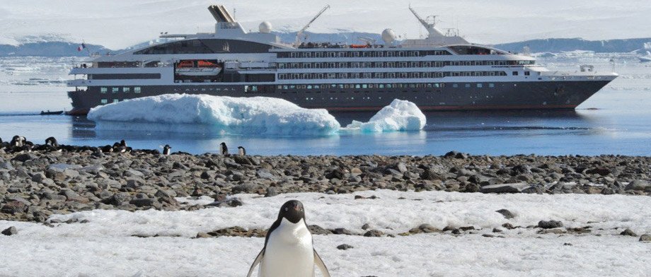 Pinguin von der L´Austral