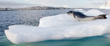 Tierwelt am Polarkreis mit Oceanwide Expeditions entdecken