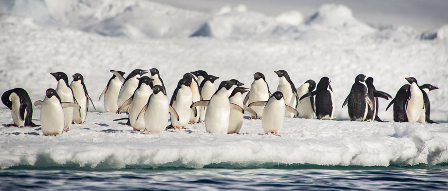 Pinguine mit der Le Commandant Charcot besuchen